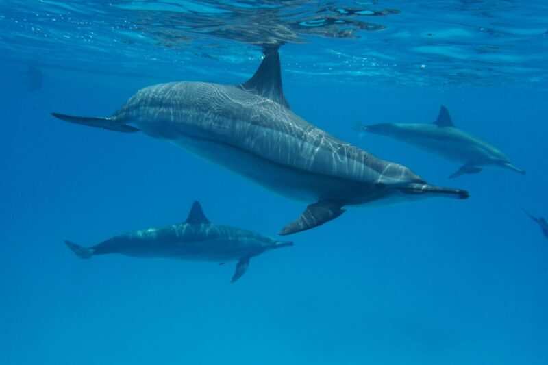 Sataya - Plavanje z delfini v Rdečem morju